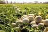HN Suragroh Fyffes Hondura Melon Farm 1