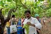 Regina di Puglia vineyard visit