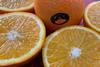 Houd El Nile oranges