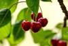 Turkish cherries