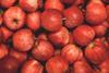 SI Evrosad apples