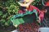 CA cherry harvest