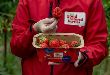 Good Natured Berries ASF relaunch