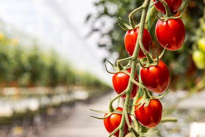 Belgian tomatoes Harvest House Mini plum tomatoes on the vine, Sunstream, cultivation, atmosphere, close up1