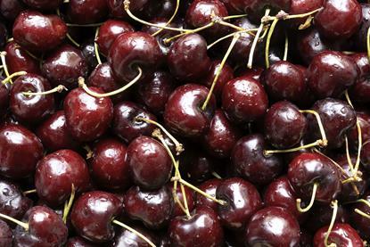 Spanish cherries closeup Barcelona